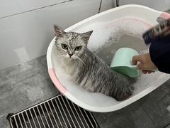 -宠颐生宠物医院·犬猫全科·皮肤科(商业街店)