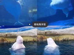 -海合安武汉极地海洋公园