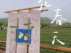 -龙坞茶村