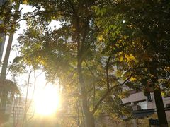 -陆家嘴中心绿地