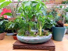 -金陵花卉交易市场