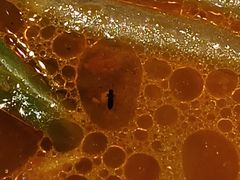 -武大郎烧饼(龙城广场店)