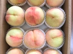-南汇新场正宗水蜜桃采摘