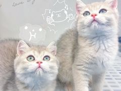 -lincat·猫舍(广州店)