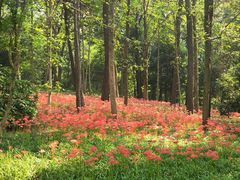 -杭州植物园