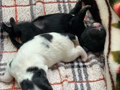 -瑞派·关忠动物医院·猫专科·犬专科(三环新城店)
