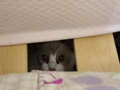 -艾贝尔宠物医院·狂犬免疫点(江山金象城店)