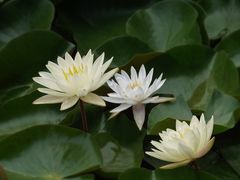 -国家植物园