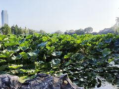 -高子水居