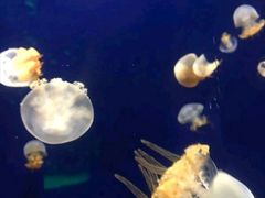 -台州海洋世界