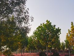 -东郊湿地公园