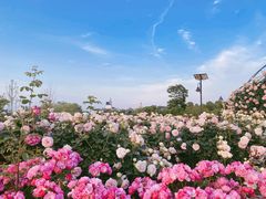 -花博汇(知音花月夜)