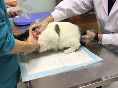 -纳吉亚猫专科动物医院博雅分院
