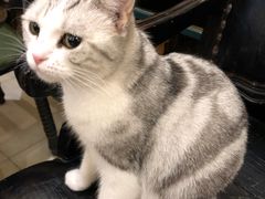 -猫小院猫主题餐厅(南锣旗舰店)
