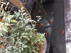 -旅马餐厅(茅家埠店)