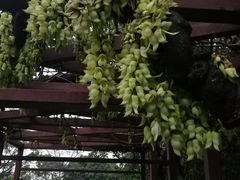 -天鹿湖森林公园