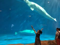 -华夏文旅西安度假区