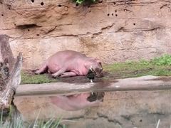 -奥兰多迪士尼动物王国乐园