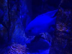 -悉尼海洋生物水族馆