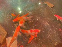 -鱼满舱·鲜活海鲜·正宗鲁菜