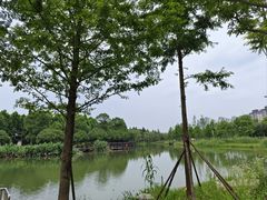 -洋湖国家湿地公园