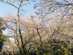 -武汉大学-樱园
