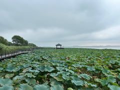 -莲花岛景区