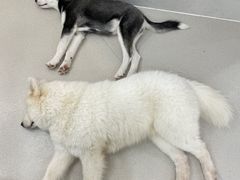 -共舞时光猫咖·狗咖(新街口店)