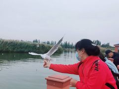 -乌梁素海景区