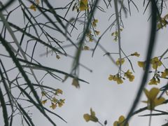 -光明小镇欢乐田园