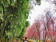 -望江楼公园