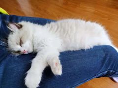 -欣宠猫屋·矮脚拿破仑·蓝金金渐层