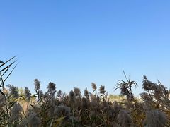 -三垟湿地