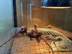 -青石桥花鸟鱼虫市场(叠翠城店)