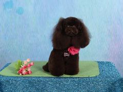 -家有小宠宠物美容(双楠街店)