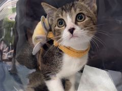 -创凡宠物医院·骨专科  猫科中心(西乡分院)