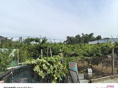 -老袁家蜜桃农场·阳山水蜜桃