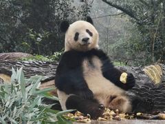 -中国大熊猫保护研究中心雅安碧峰峡基地