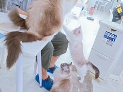 -喵的天空名猫咖啡馆·撸猫·猫舍·用品