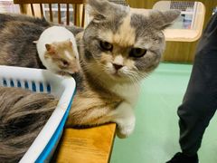 -藦茜花园宠物主题亲子互动体验馆(国顺东路店)