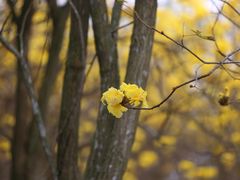 -天适樱花悠乐园