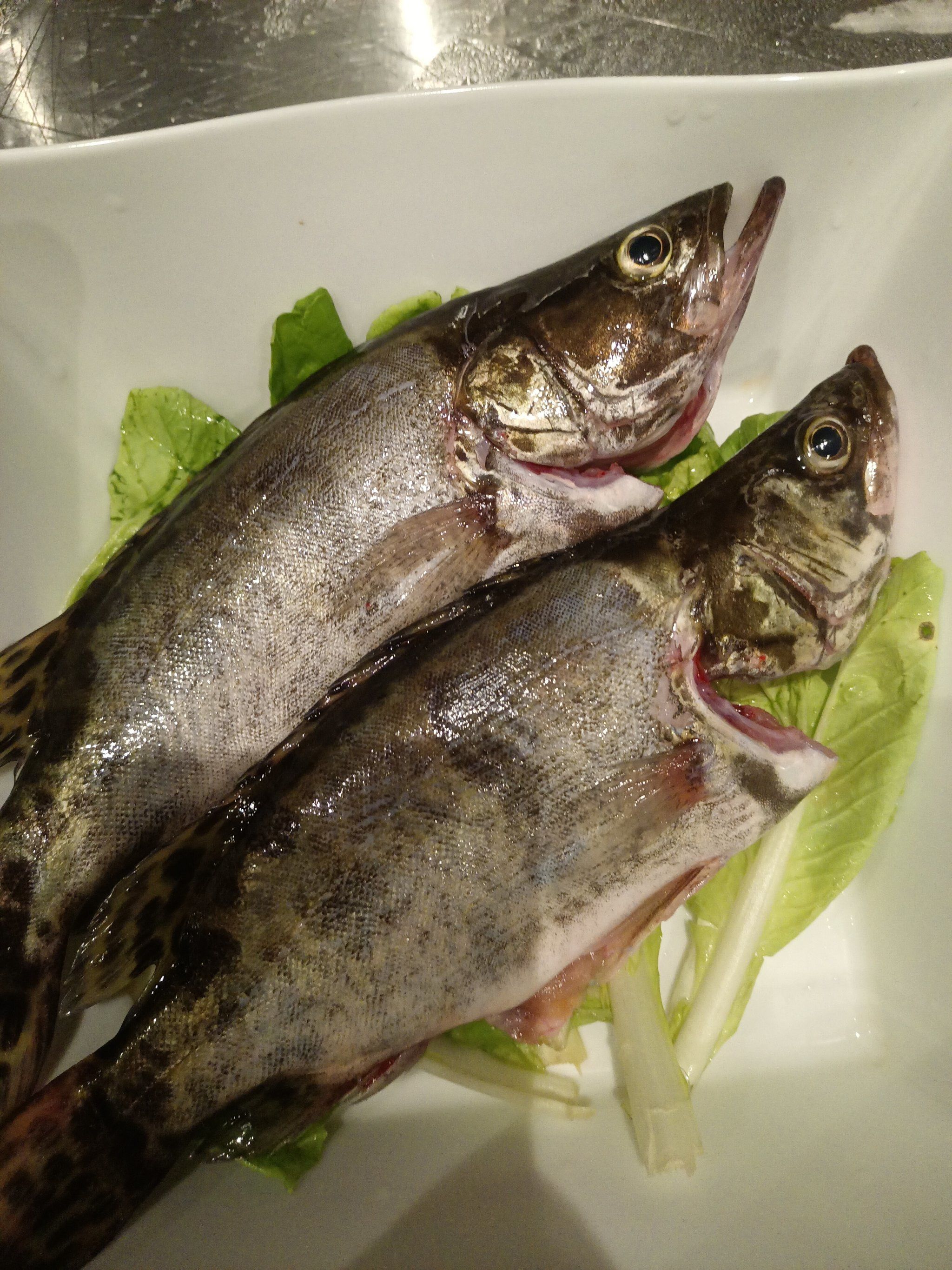 千层肚桂鱼,这款我国传统的名鱼,不仅口感鲜美