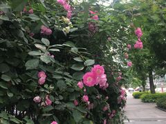 -百林公园-两江幸福广场