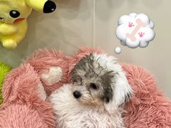 -有喵·猫咖·狗咖·40+猫狗有小奶狗(岗厦店)