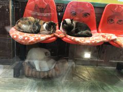 -猫咪博物馆(顶澳仔猫街店)
