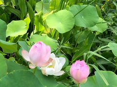 -白塘生态植物园