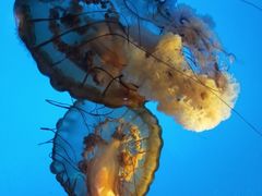 -太平洋海底世界