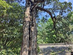 -青岛崂山太清宫