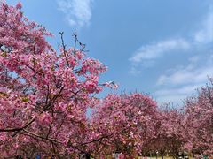 -天适樱花悠乐园