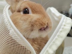 -瑞派申生动物医院·24H夜诊·国际动物医疗中心·骨外科(吴中路店)